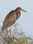 Purple Heron