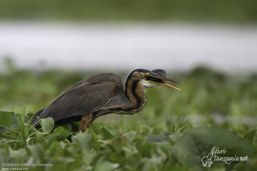 Purple Heronadult, feeding habits, song