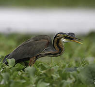 Purple Heron