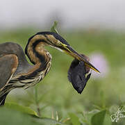 Purple Heron