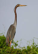 Purple Heron