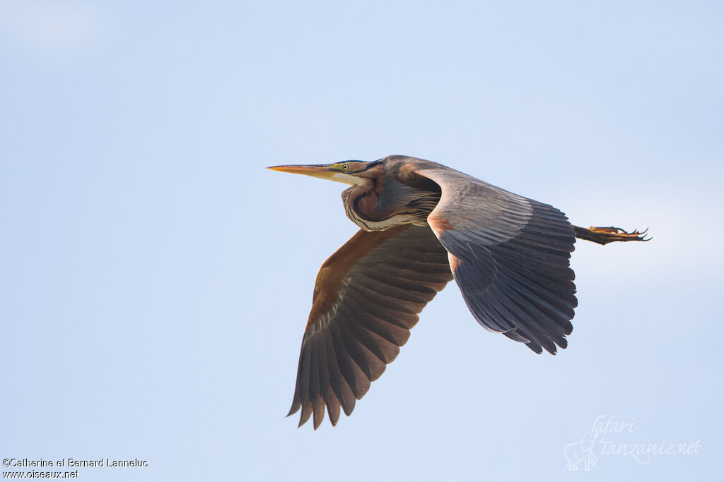 Purple Heronadult, Flight