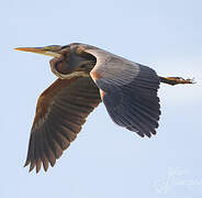 Purple Heron