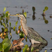 Striated Heron