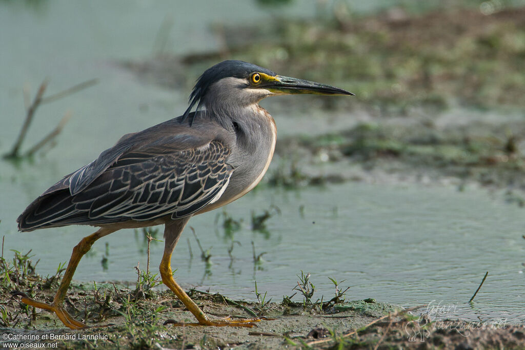 Striated Heronadult breeding, identification, walking