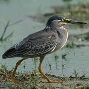 Striated Heron