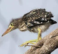 Striated Heron