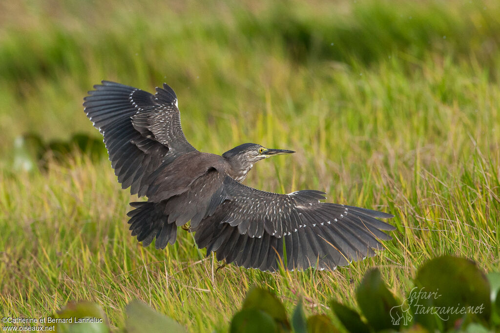 Striated Heronimmature, Flight