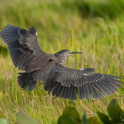 Striated Heron