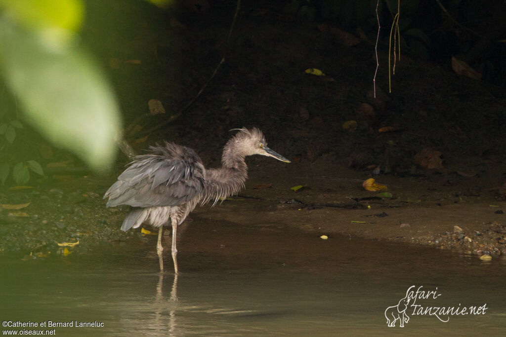 Great-billed Heronadult, Behaviour