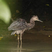 Great-billed Heron