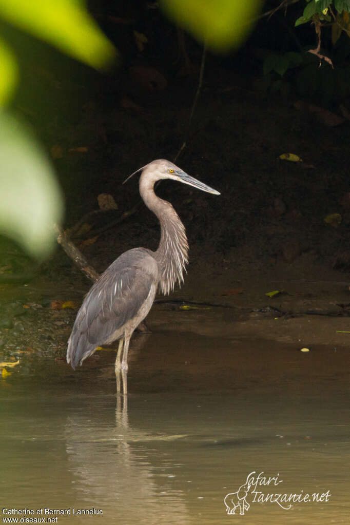 Great-billed Heronadult, identification