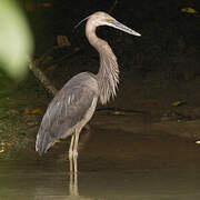 Great-billed Heron