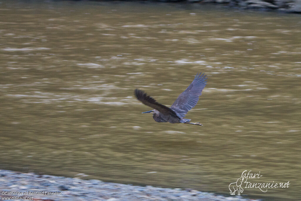 Great-billed Heron, Flight