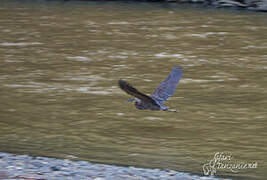 Great-billed Heron