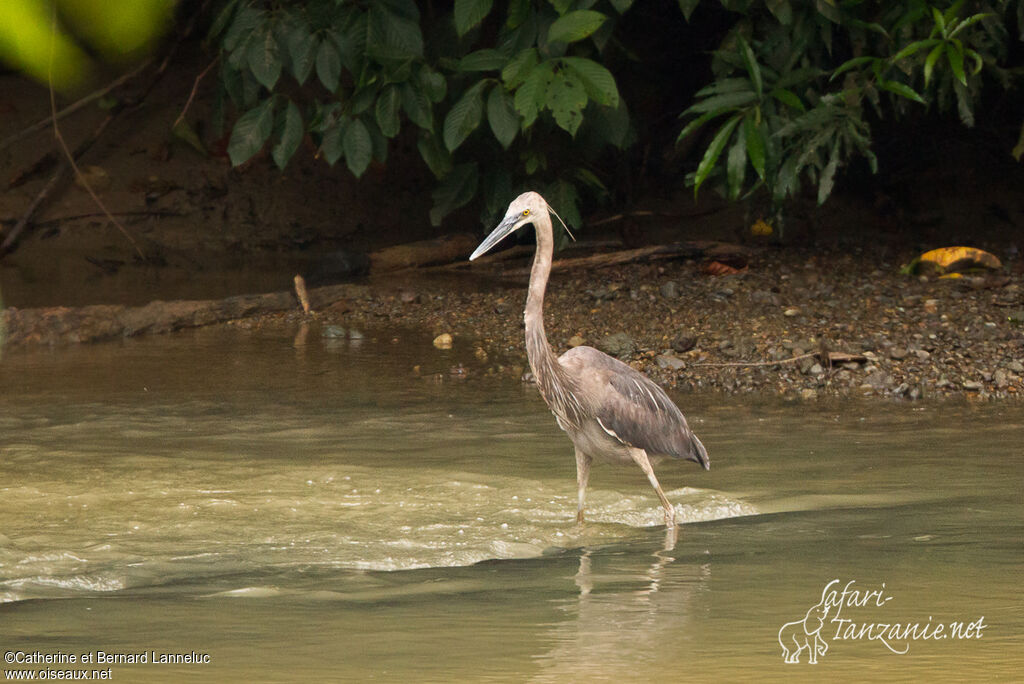 Great-billed Heronadult