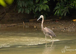 Great-billed Heron