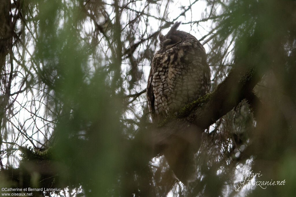 Hibou d'Abyssinieadulte