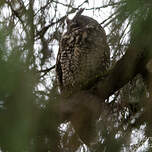 Hibou d'Abyssinie