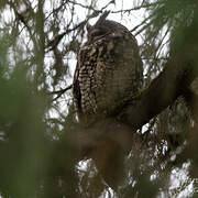 Abyssinian Owl