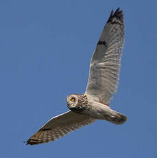 Hibou des marais