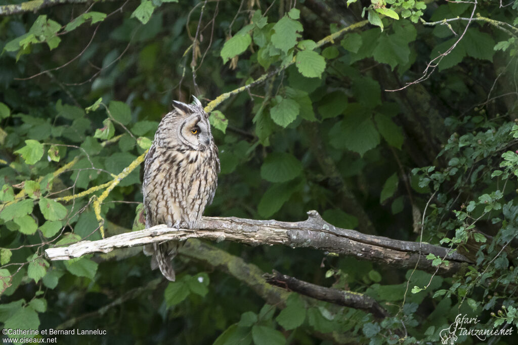 Hibou moyen-ducadulte