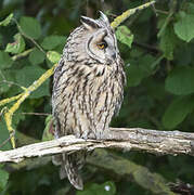 Long-eared Owl