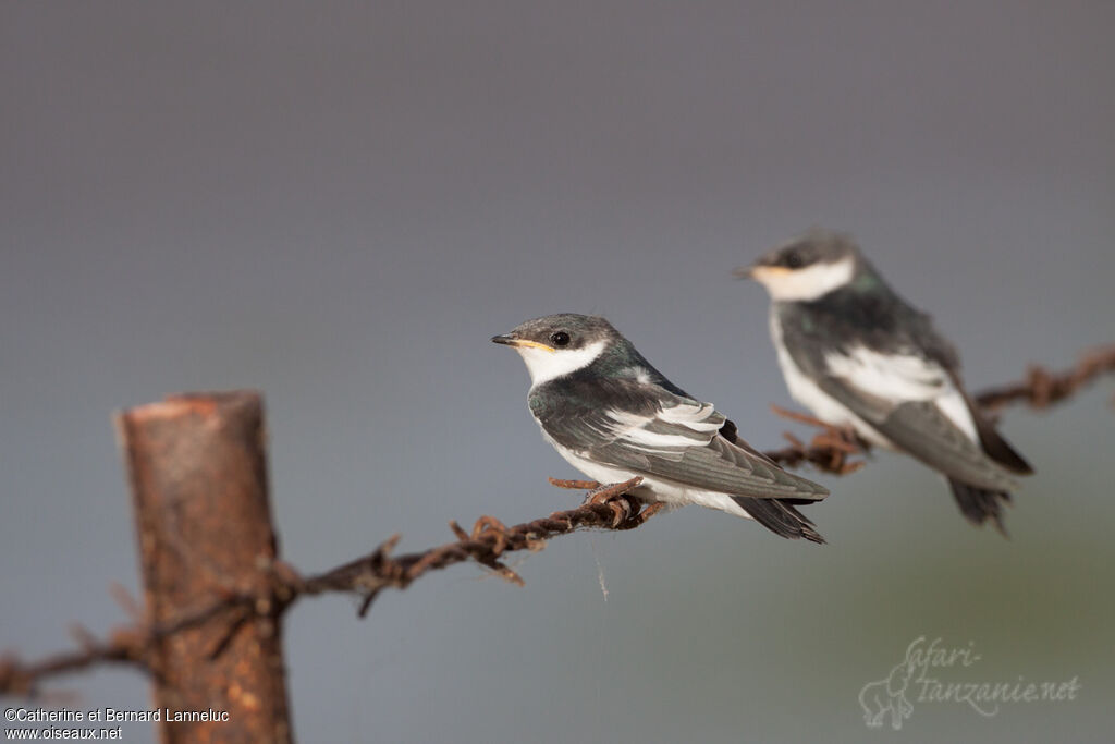 Hirondelle à ailes blanches