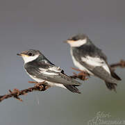 White-winged Swallow