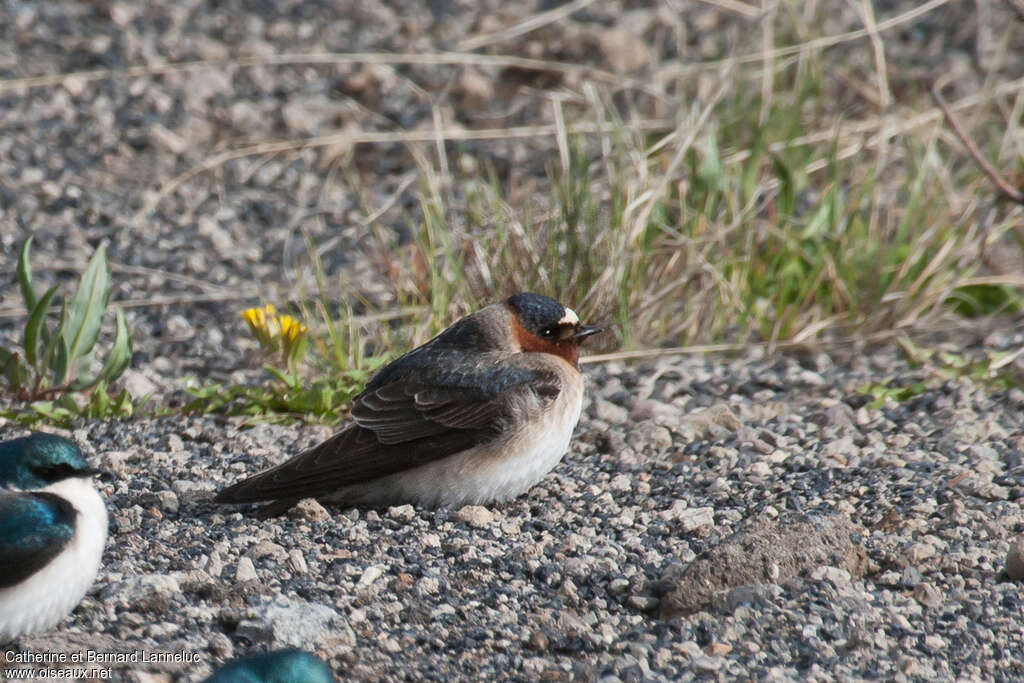 Hirondelle à front blanc, identification