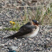 American Cliff Swallow