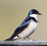 White-throated Swallow