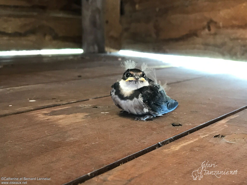 White-throated SwallowPoussin, identification