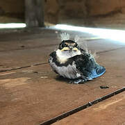 White-throated Swallow