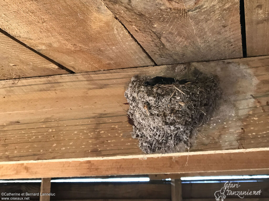 White-throated Swallow, Reproduction-nesting