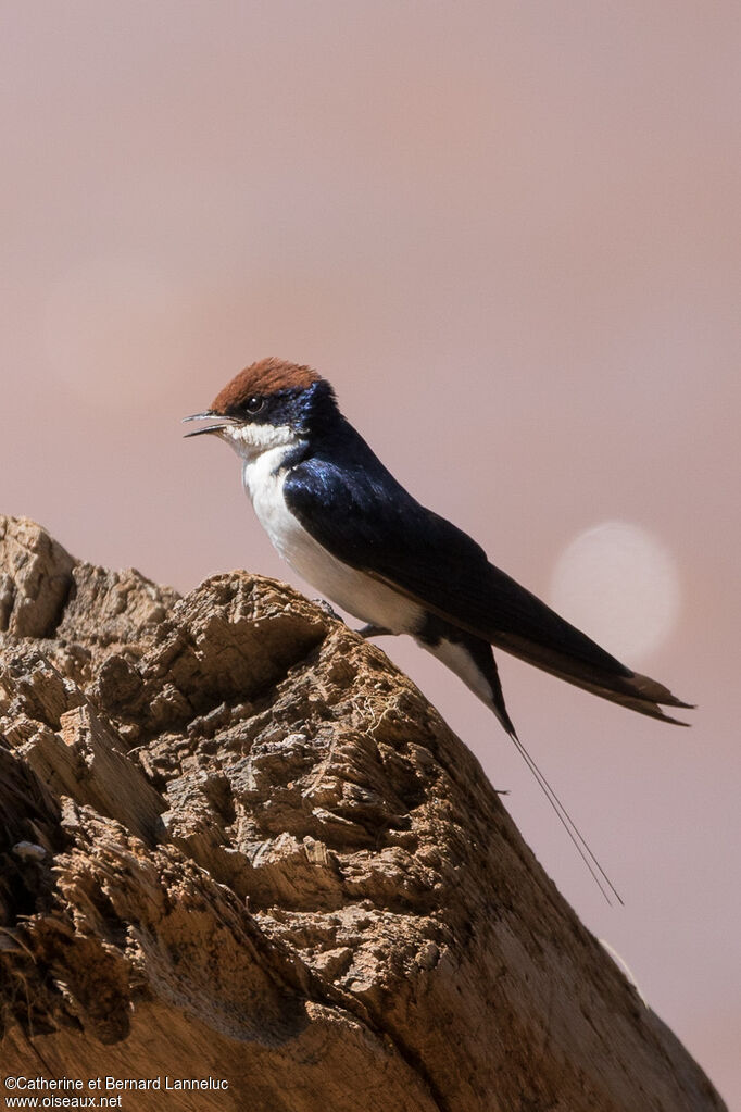 Hirondelle à longs brinsadulte, identification