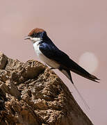 Wire-tailed Swallow