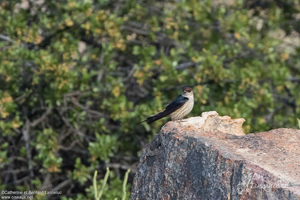 Greater Striped Swallowadult