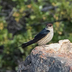 Hirondelle à tête rousse