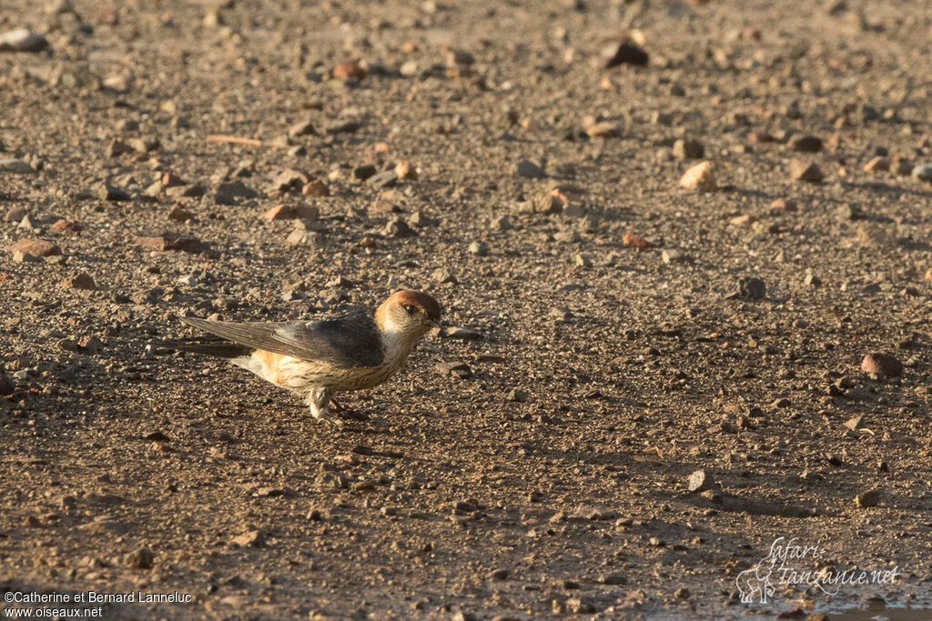 Hirondelle à tête roussejuvénile