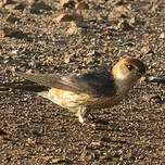 Hirondelle à tête rousse