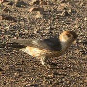 Greater Striped Swallow