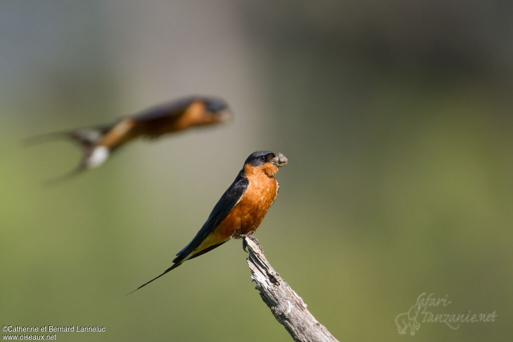 Hirondelle à ventre roux