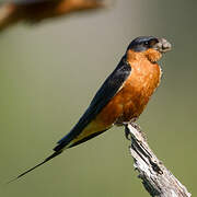 Red-breasted Swallow