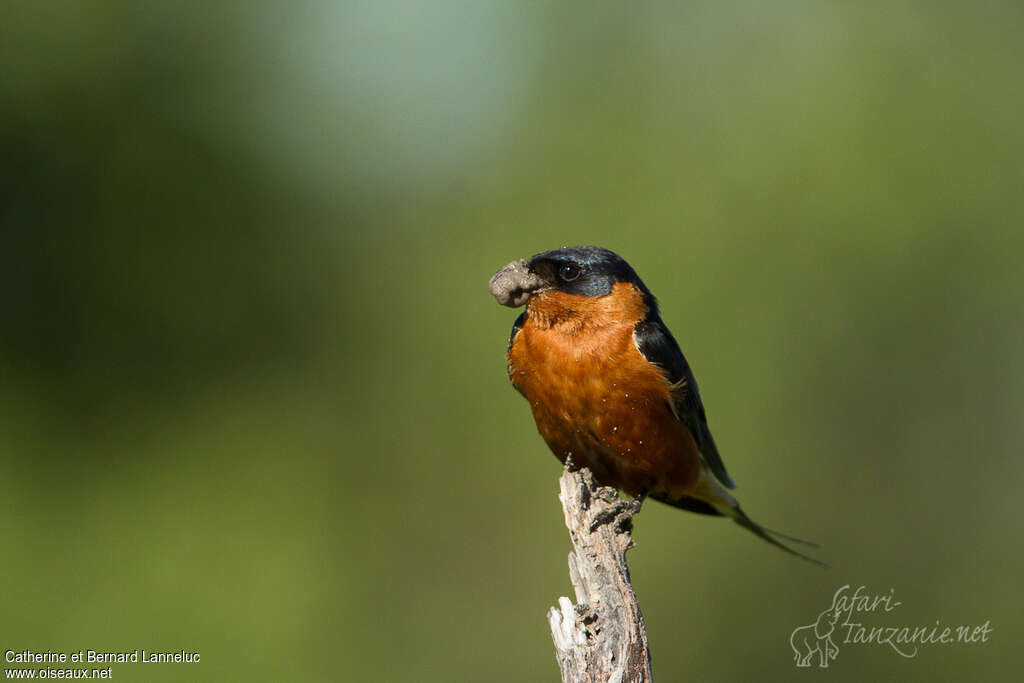 Hirondelle à ventre rouxadulte, Nidification