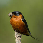 Red-breasted Swallow