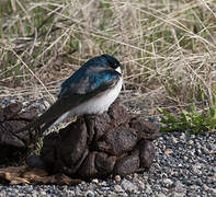 Tree Swallow