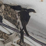 Western House Martin