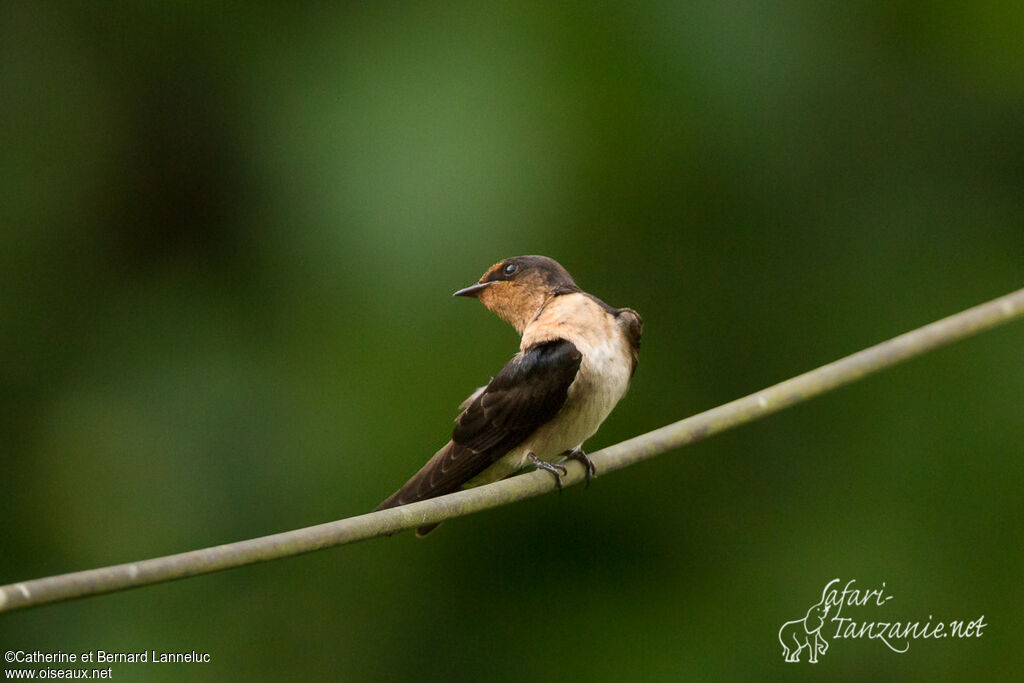 Pacific Swallow