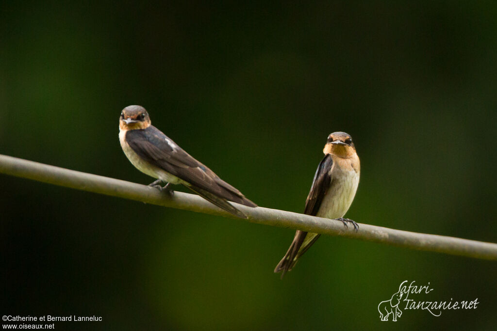 Pacific Swallow